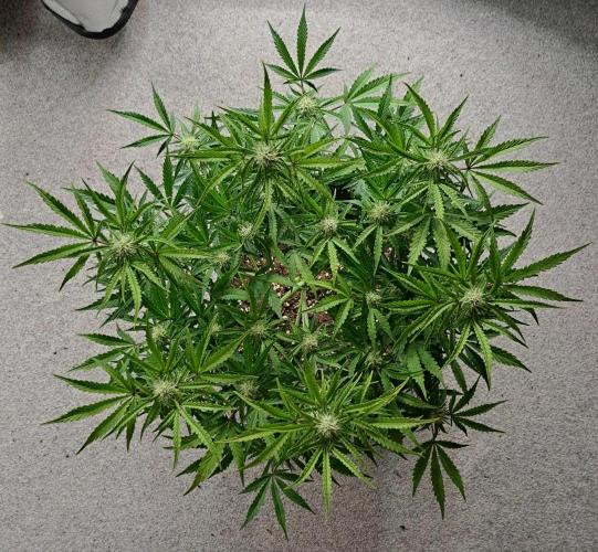 Bruce makes mimosas. Week 7 - Day 44