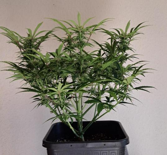 Bruce makes mimosas. Week 7 - Day 44