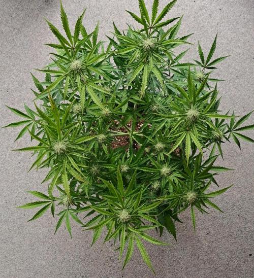 Bruce makes mimosas. Week 7 - Day 45