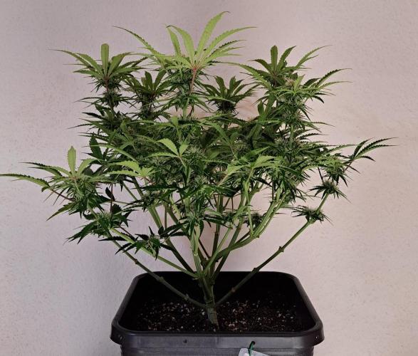 Bruce makes mimosas. Week 7 - Day 45