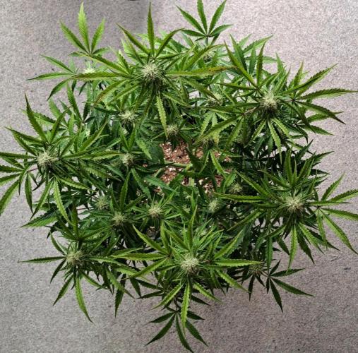 Bruce makes mimosas. Week 7 - Day 46