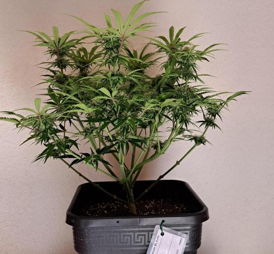 Bruce makes mimosas. Week 7 - Day 46