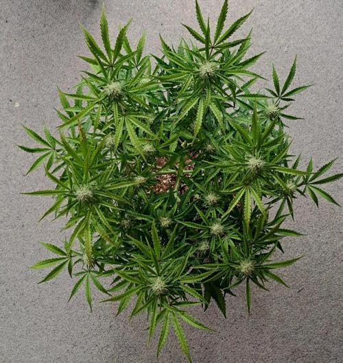 Bruce makes mimosas. Week 7 - Day 47