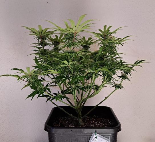 Bruce makes mimosas. Week 7 - Day 47