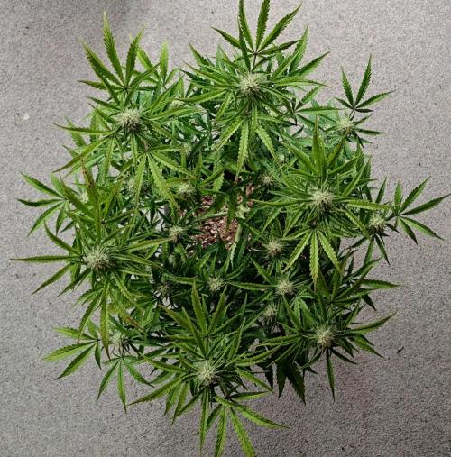 Bruce makes mimosas. Week 7 - Day 48