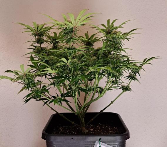 Bruce makes mimosas. Week 7 - Day 4