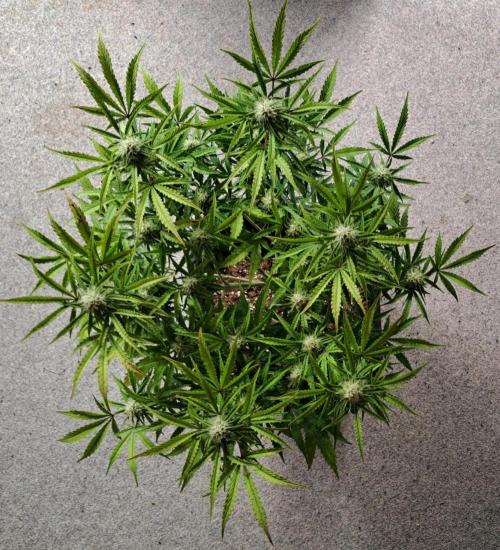 Bruce makes mimosas. Week 7 - Day 49