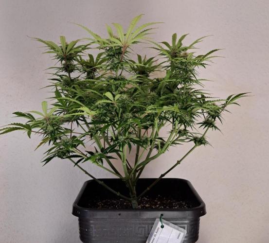 Bruce makes mimosas. Week 7 - Day 49