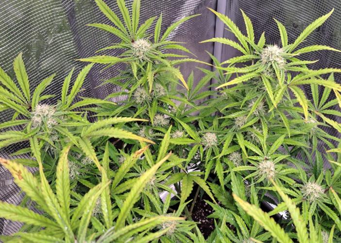 Bruce makes mimosas. Week 7 - Day 49