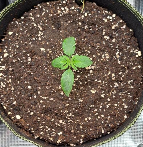 Dreams become purple. Week 2 - Day 8