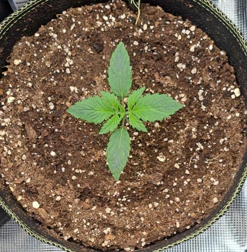 Dreams become purple. Week 2 - Day 9