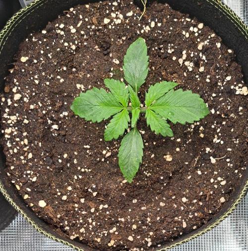 Dreams become purple. Week 2 - Day 10