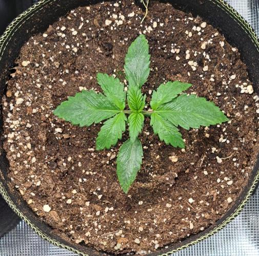 Dreams become purple. Week 2 - Day 11