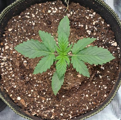 Dreams become purple. Week 2 - Day 12