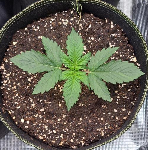 Dreams become purple. Week 2 - Day 13