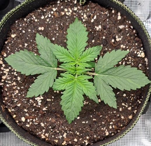 Dreams become purple. Week 2 - Day 14