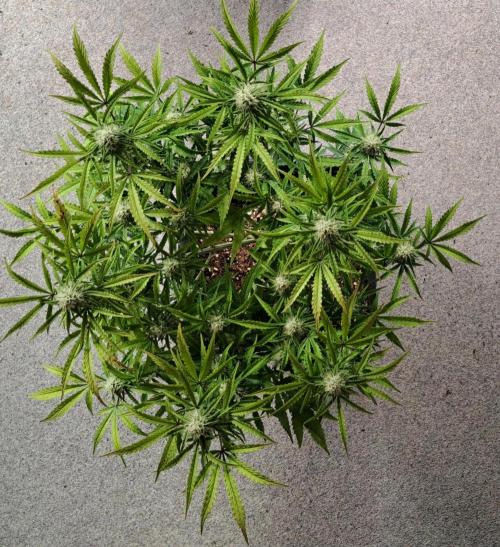 Bruce makes mimosas. Week 8 - Day 50