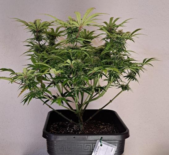 Bruce makes mimosas. Week 8 - Day 50