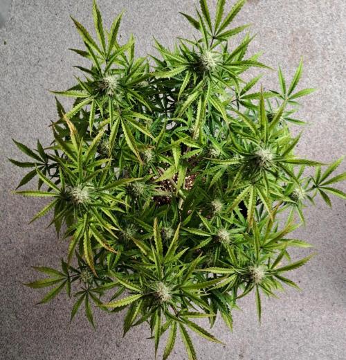 Bruce makes mimosas. Week 8 - Day 51