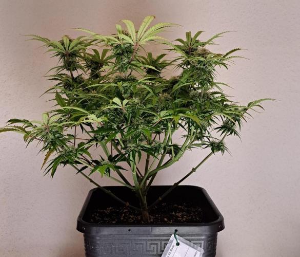 Bruce makes mimosas. Week 8 - Day 51