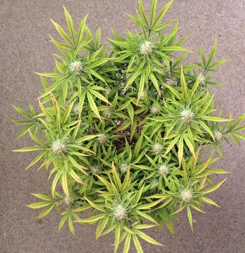 Bruce makes mimosas. Week 8 - Day 52