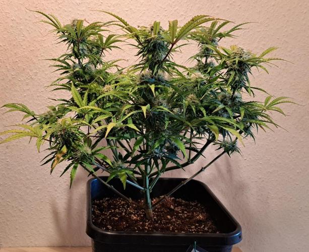 Bruce makes mimosas. Week 8 - Day 52