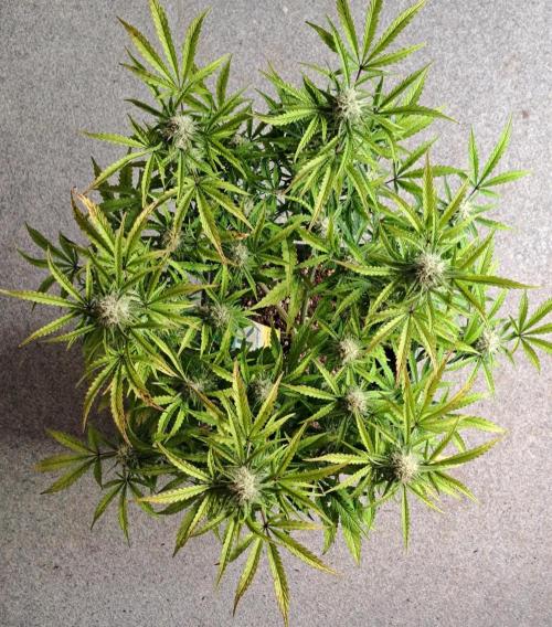 Bruce makes mimosas. Week 8 - Day 53