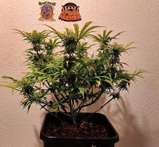 Bruce makes mimosas. Week 8 - Day 53