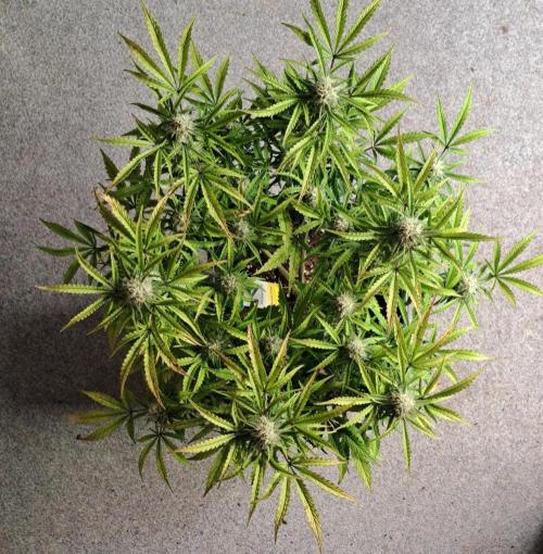 Bruce makes mimosas. Week 8 - Day 54