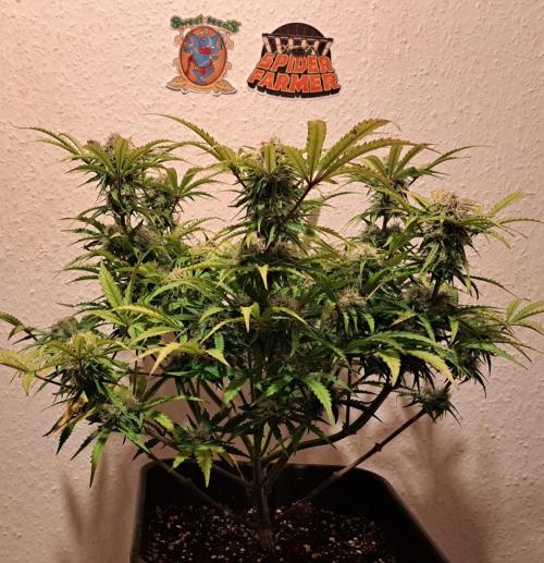 Bruce makes mimosas. Week 8 - Day 54