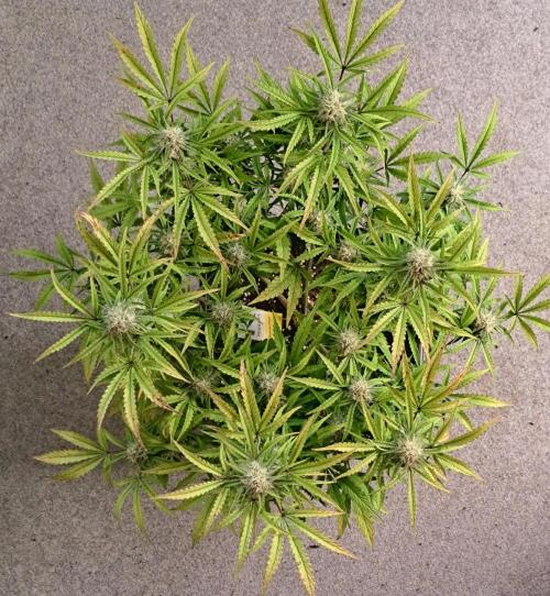 Bruce makes mimosas. Week 8 - Day 55