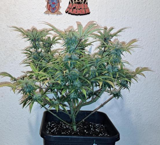 Bruce makes mimosas. Week 8 - Day 55