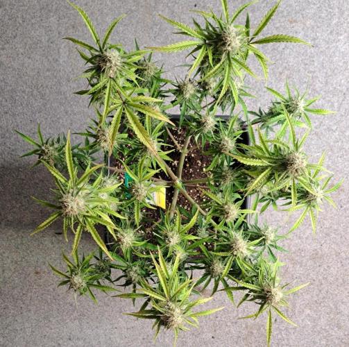 Bruce makes mimosas. Week 8 - Day 56