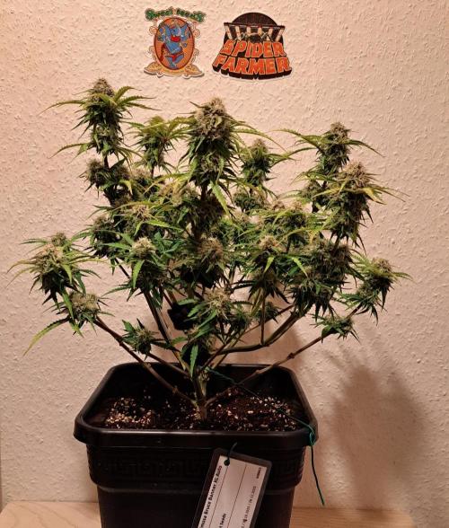 Bruce makes mimosas. Week 8 - Day 56