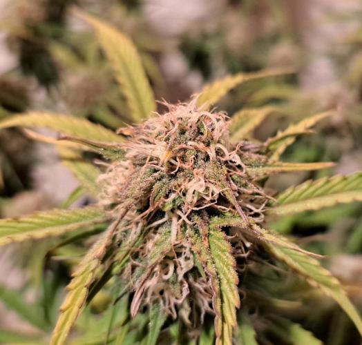 Bruce makes mimosas. Week 8 - Day 56