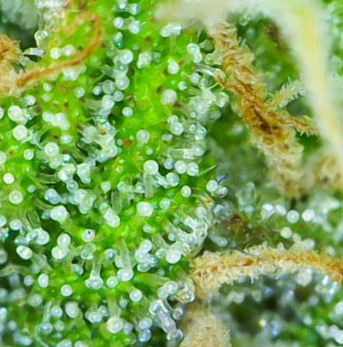 Bruce makes mimosas. Week 8 - Day 56