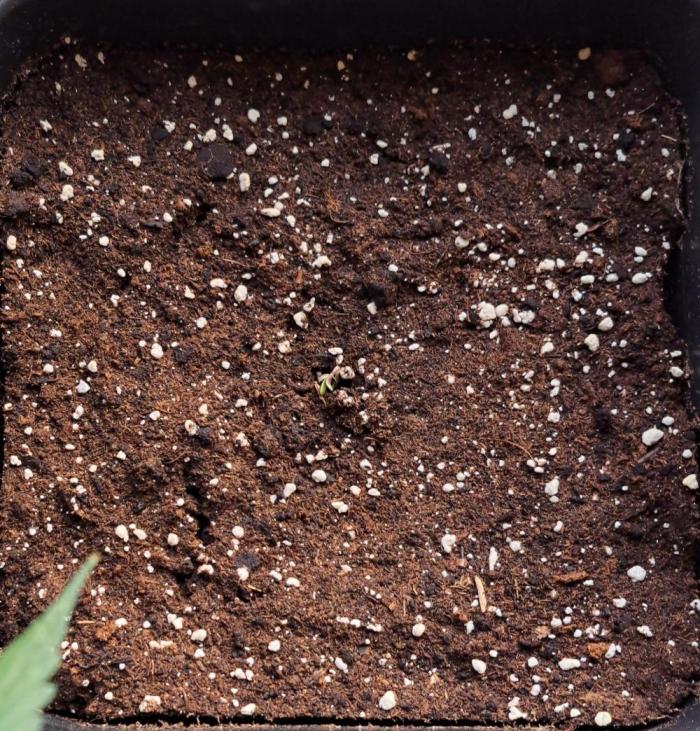 Little jealousy lady. Week 0 - Day 0