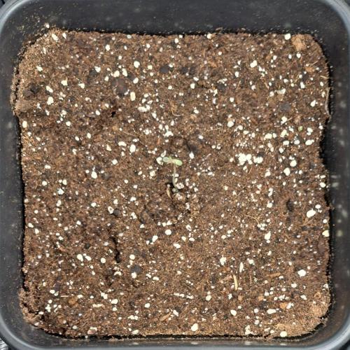 Little jealousy lady. Week 1 - Day 1