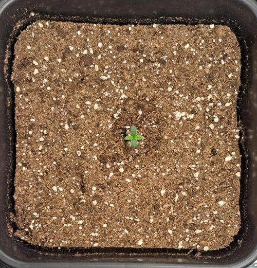 Little jealousy lady. Week 1 - Day 2