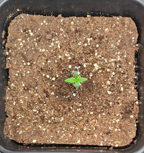 Little jealousy lady. Week 1 - Day 3