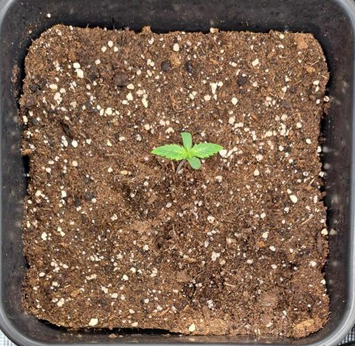 Little jealousy lady. Week 1 - Day 4