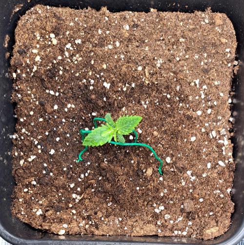 Little jealousy lady. Week 1 - Day 5