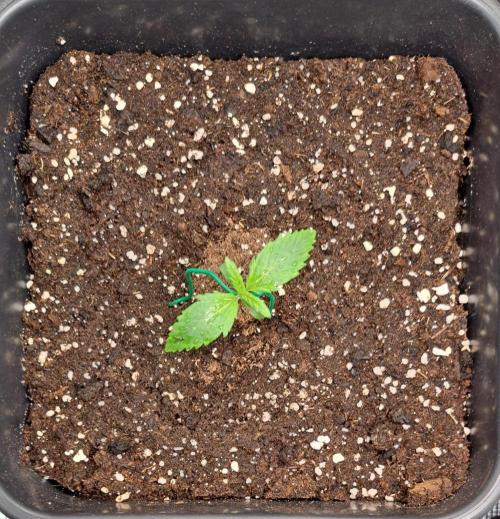 Little jealousy lady. Week 1 - Day 6