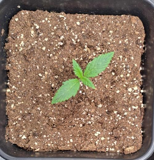 Little jealousy lady. Week 1 - Day 7