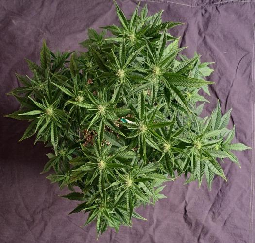 Taste of stardust. Week 6 - Day 43