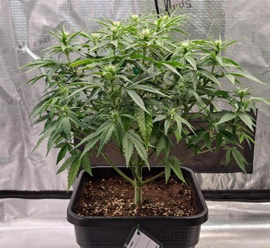 Taste of stardust. Week 6 - Day 43