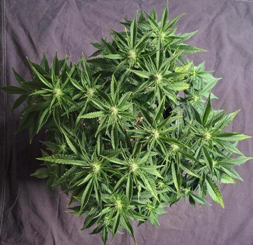 Taste of stardust. Week 6 - Day 44