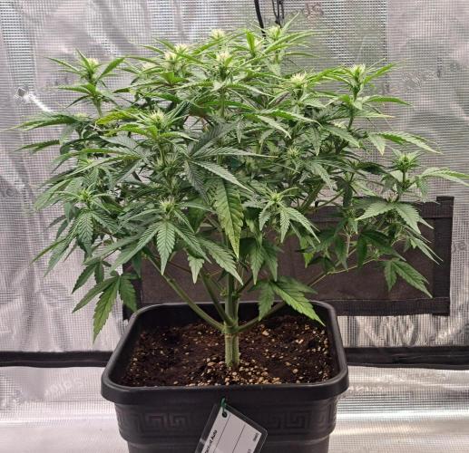 Taste of stardust. Week 6 - Day 44