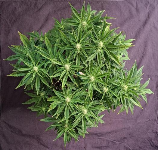 Taste of stardust. Week 6 - Day 45