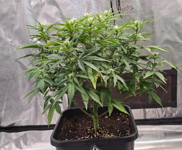 Taste of stardust. Week 6 - Day 45